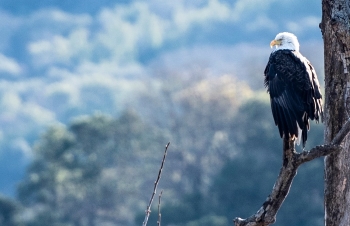 Bald eagle perched on tree